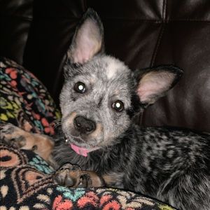 Meet your Posher, Graylin